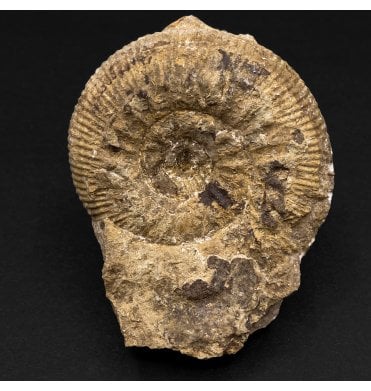 British Bajocian, Middle Jurassic Ammonite from Burton Bradstock, Dorset, England (SKU A3154):- Stephanoceras humphresianum