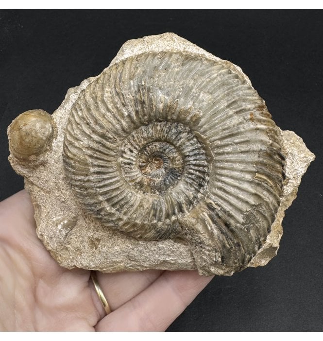 British Bajocian, Middle Jurassic Ammonite from Burton Bradstock, Dorset, England (SKU A3340):- Parkinsonia (Gonolkites) convergens