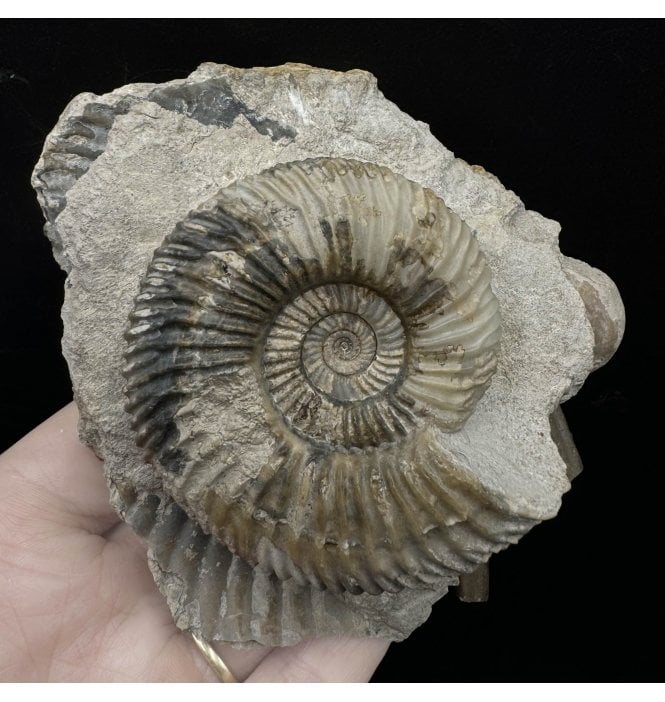 British Bajocian, Middle Jurassic Ammonite from Burton Bradstock, Dorset, England (SKU A3403):- Parkinsonia raricostata