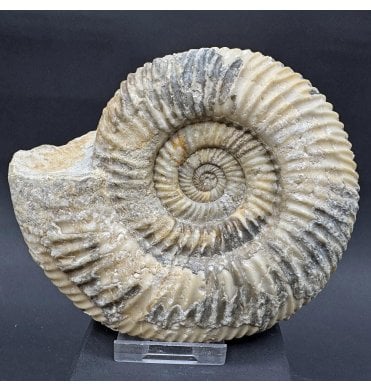 British Bajocian, Middle Jurassic Ammonite from Burton Bradstock, Dorset, England (SKU A4268):- Parkinsonia rarecosta