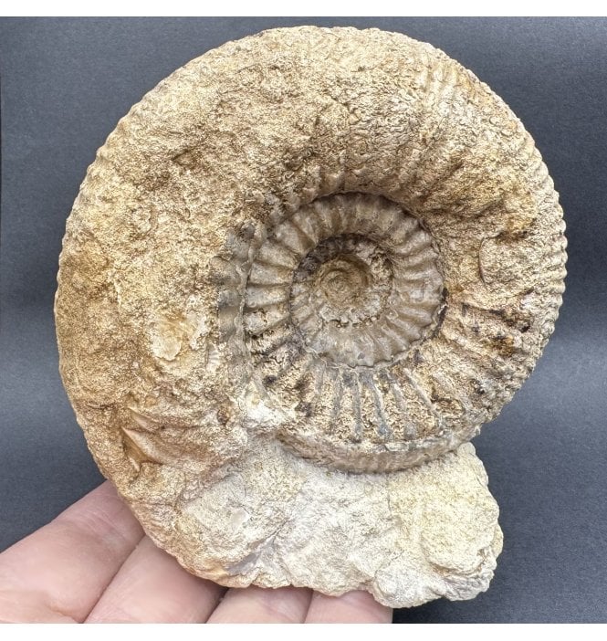 British Bajocian, Middle Jurassic Ammonite from Burton Bradstock, Dorset, England (SKU A4303):- Stephanoceras humphresianum