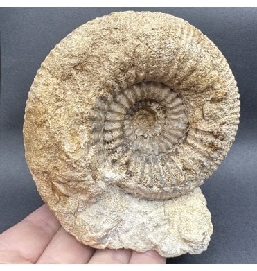 British Bajocian, Middle Jurassic Ammonite from Burton Bradstock, Dorset, England (SKU A4303):- Stephanoceras humphresianum