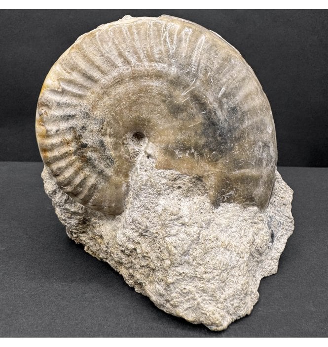 British Bajocian, Middle Jurassic Ammonite from Burton Bradstock, Dorset, England (SKU A4406):- Strigoceras truelli