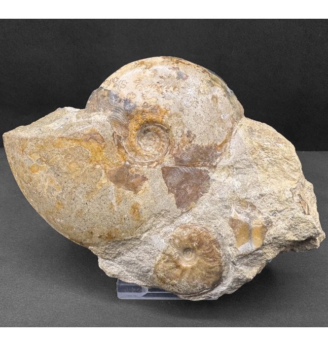 British Bajocian, Middle Jurassic Ammonite from Burton Bradstock, Dorset, England (SKU A4409):- Leioceras comptum
