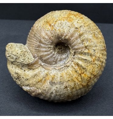 British Bajocian, Middle Jurassic Ammonite from Burton Bradstock, Dorset, England (SKU A4478):- Chondroceras evolvescens