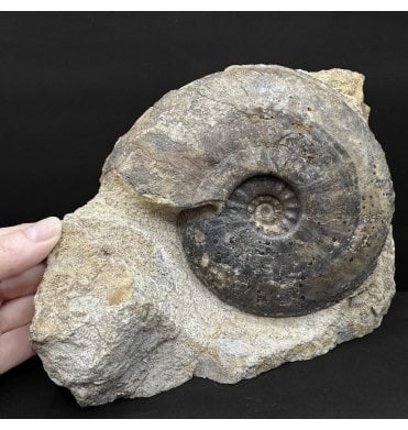 British Bajocian, Middle Jurassic Ammonite from Burton Bradstock, Dorset, England (SKU A4850):- Fissilobiceras fissilobata