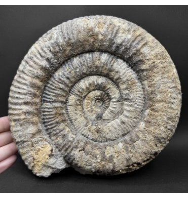 British Bajocian, Middle Jurassic Ammonite from Burton Bradstock, Dorset, England (SKU A5016):- Stephanoceras humphresianum