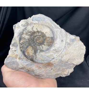 British Bajocian, Middle Jurassic Ammonite from Dorset, England (SKU A1219):- Parkinsonia rarecosta