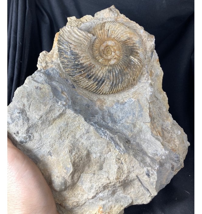 British Bajocian, Middle Jurassic Ammonite from Dorset, England (SKU A1298):- Parkinsonia (Gonolkites) convergens
