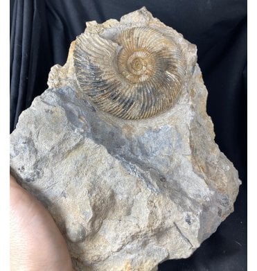 British Bajocian, Middle Jurassic Ammonite from Dorset, England (SKU A1298):- Parkinsonia (Gonolkites) convergens