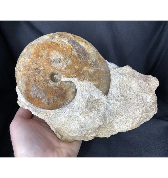 British Bajocian, Middle Jurassic Ammonite from Dorset, England (SKU A1498):- Oppelia subcostata