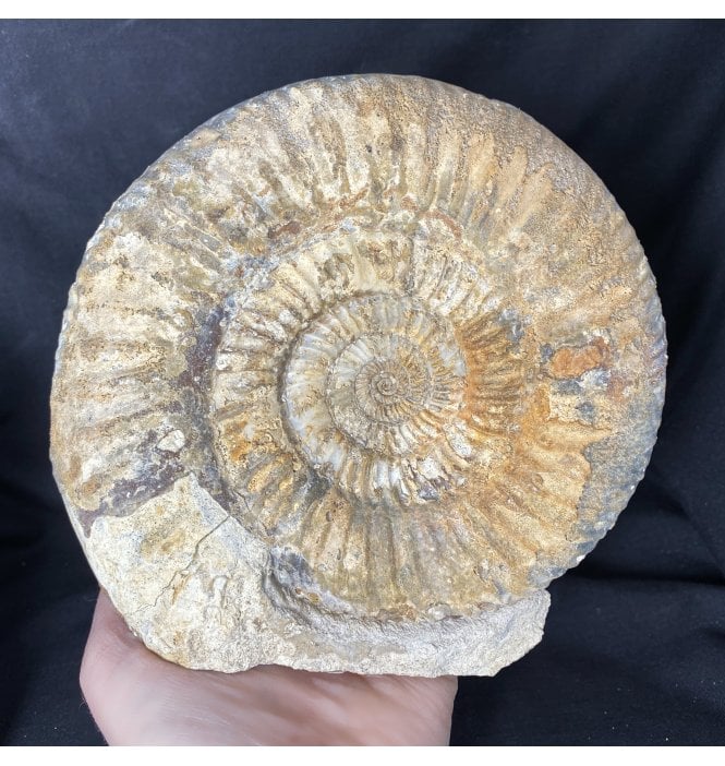 British Bajocian, Middle Jurassic Ammonite from Dorset, England (SKU A1504):- Parkinsonia parkinsoni