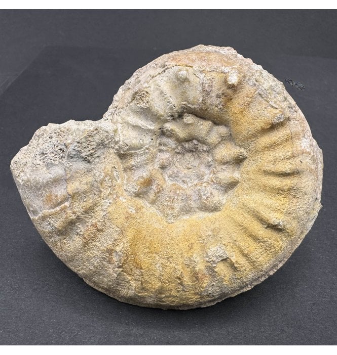 British Bajocian, Middle Jurassic Ammonite from Sherborne, Dorset, England (SKU A3989):- Euhoploceras (sonninia) adicra