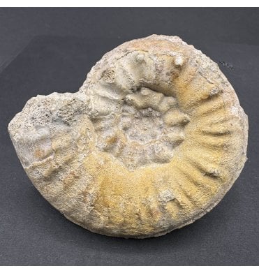 British Bajocian, Middle Jurassic Ammonite from Sherborne, Dorset, England (SKU A3989):- Euhoploceras (sonninia) adicra