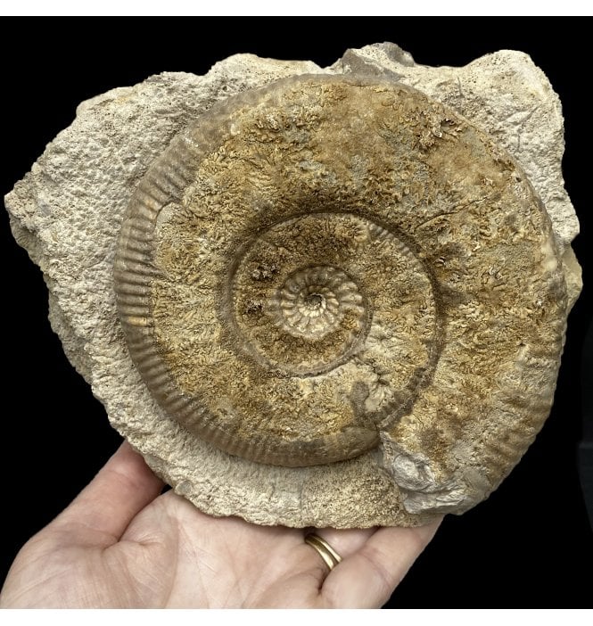 British Bajocian, Middle Jurassic Ammonite from Sherbourne, Dorset, England (SKU A2782):- Stephanoceras humphresianum