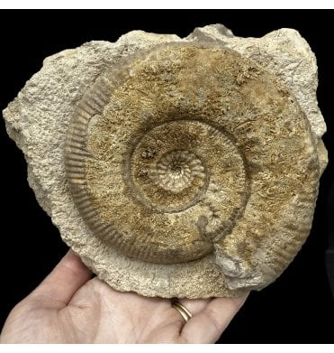 British Bajocian, Middle Jurassic Ammonite from Sherbourne, Dorset, England (SKU A2782):- Stephanoceras humphresianum