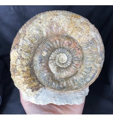 British Bajocian, Middle Jurassic Ammonite (Pathologically Damaged) from Dorset, England (SKU A1505):- Stephanoceras pyritosum