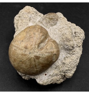 British Bajocian, Middle Jurassic Echinoid from Burton Bradstock, Dorset, England (SKU OF2895):- Nucleolites scutatus