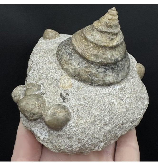 British Bajocian, Middle Jurassic Gastropod from Burton Bradstock, Dorset, England (SKU OF4320):- Pyrgotrochus cf. bessinus