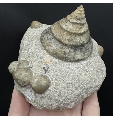 British Bajocian, Middle Jurassic Gastropod from Burton Bradstock, Dorset, England (SKU OF4320):- Pyrgotrochus cf. bessinus