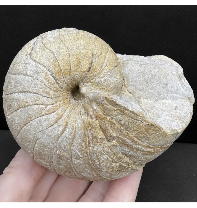 British Bajocian, Middle Jurassic Nautilus from Sherborne, Dorset, England (SKU OF4054):- Cenoceras inornatum
