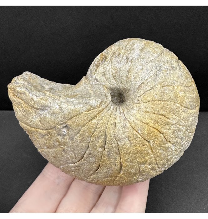 British Bajocian, Middle Jurassic Nautilus from Sherborne, Dorset, England (SKU OF4055):- Cenoceras inornatum