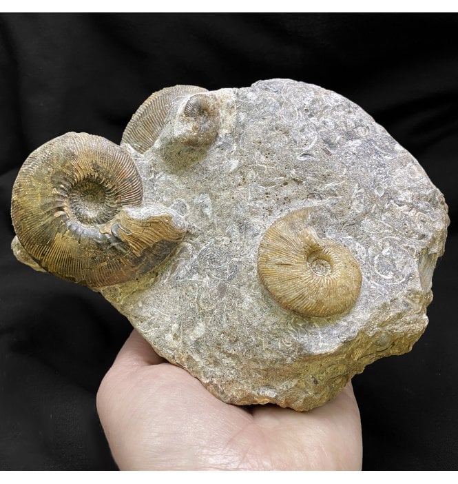 British Callovian Middle Jurassic Ammonite Cluster from Gloucestershire, England (SKU A2218):- Sigaloceras calloviense and Kepplerites sp.