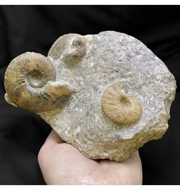 British Callovian Middle Jurassic Ammonite Cluster from Gloucestershire, England (SKU A2218):- Sigaloceras calloviense and Kepplerites sp.