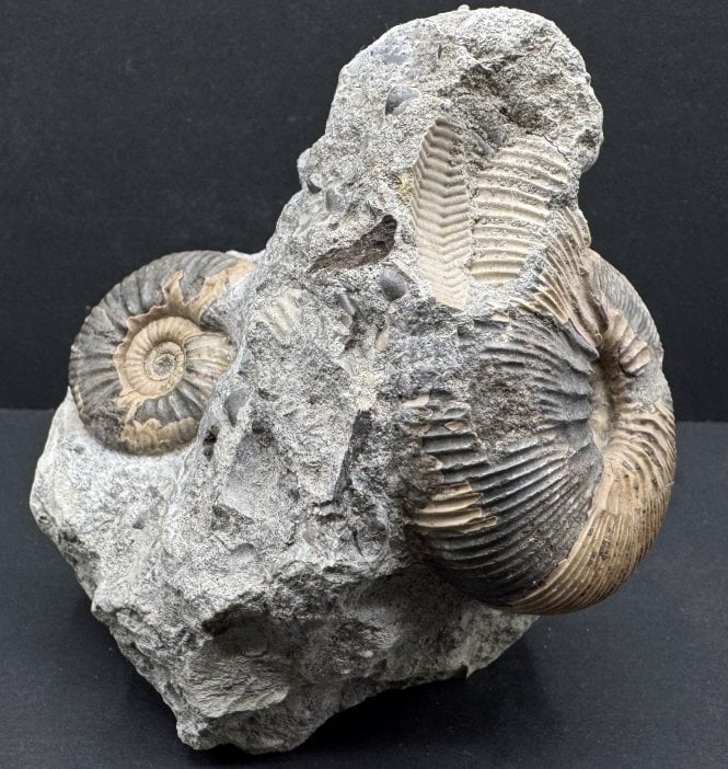 British Callovian, Middle Jurassic Ammonite Cluster from Gloucestershire, England (SKU A3866):- Kepplerites tricophorus and Proplanulites petrosus