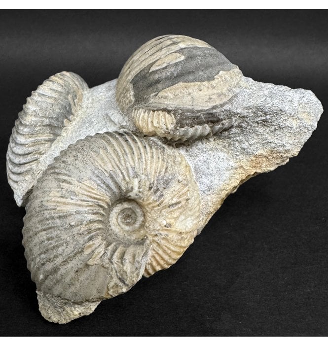 British Callovian, Middle Jurassic Ammonite Cluster from Gloucestershire, England (SKU A4971):- Pseudocadoceras boreale