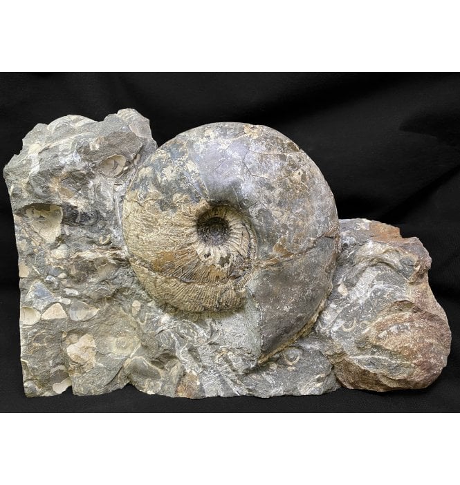 British Callovian Middle Jurassic Ammonite from Gloucestershire, England (SKU A2203):- Sigaloceras calloviense