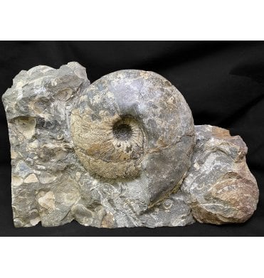 British Callovian Middle Jurassic Ammonite from Gloucestershire, England (SKU A2203):- Sigaloceras calloviense