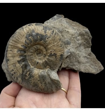 British Callovian, Middle Jurassic Ammonite from Gloucestershire, England (SKU A2685):- Proplanulites konegi