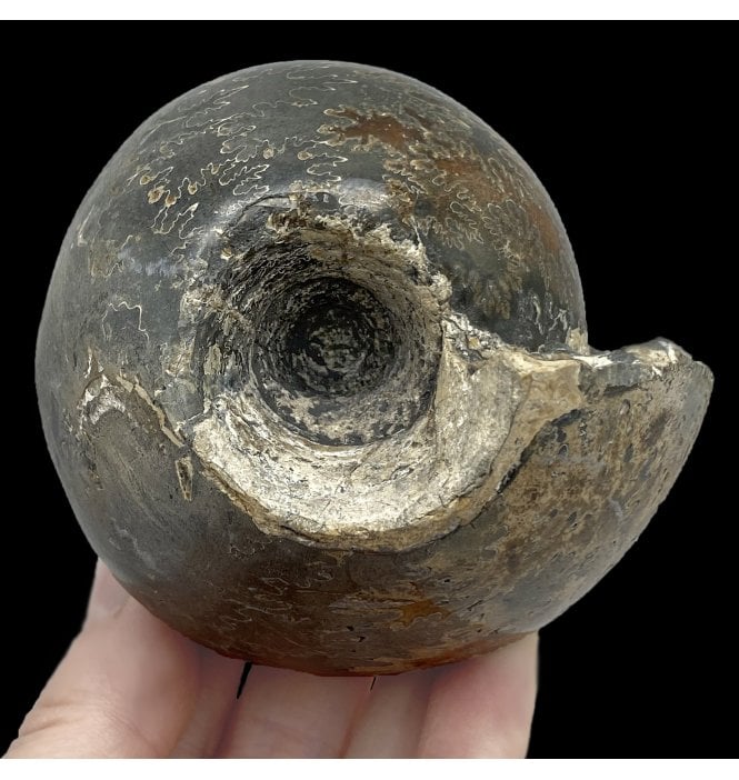 British Callovian Middle Jurassic Ammonite from Gloucestershire, England (SKU A2690):- Cadoceras sublaeve