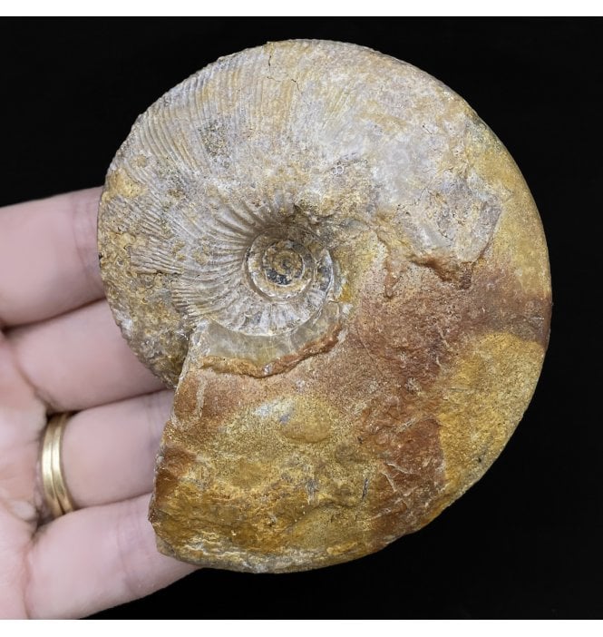 British Callovian, Middle Jurassic Ammonite from Gloucestershire, England (SKU A2764):- Sigaloceras calloviense