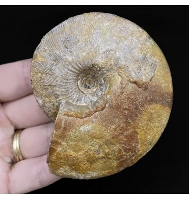 British Callovian, Middle Jurassic Ammonite from Gloucestershire, England (SKU A2764):- Sigaloceras calloviense