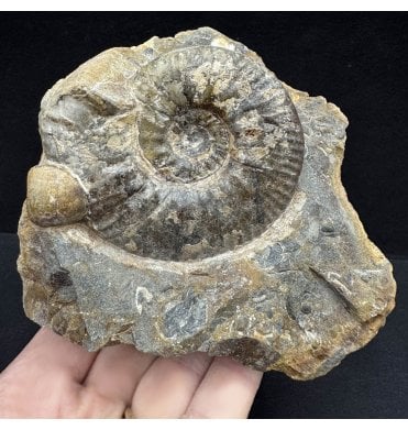 British Callovian, Middle Jurassic Ammonite from Gloucestershire, England (SKU A3833):- Proplanulites petrosus