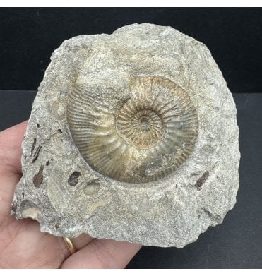 British Callovian, Middle Jurassic Ammonite from Gloucestershire, England (SKU A3951):- Kepplerites tricophorus