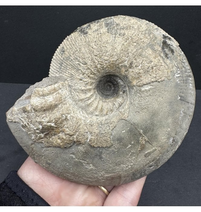 British Callovian, Middle Jurassic Ammonite from Gloucestershire, England (SKU A4225):- Sigaloceras calloviense