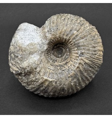 British Callovian Middle Jurassic Ammonite from Gloucestershire, England (SKU A4584):- Cadoceras sublaeve