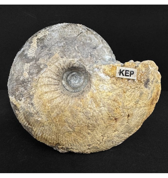 British Callovian, Middle Jurassic Ammonite from Gloucestershire, England (SKU A4887):- Kepplerites tricophorus
