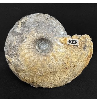 British Callovian, Middle Jurassic Ammonite from Gloucestershire, England (SKU A4887):- Kepplerites tricophorus