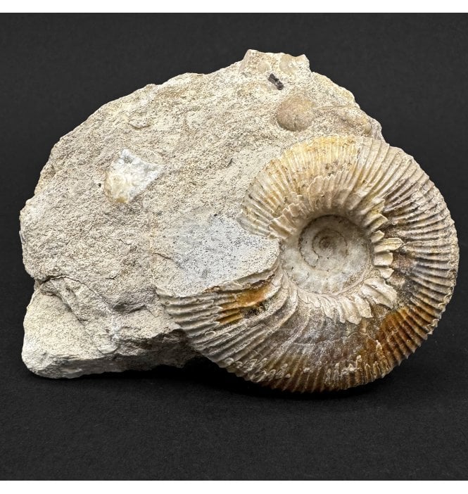 British Callovian, Middle Jurassic Ammonite from Gloucestershire, England (SKU A5012):- Kepplerites gowerianus