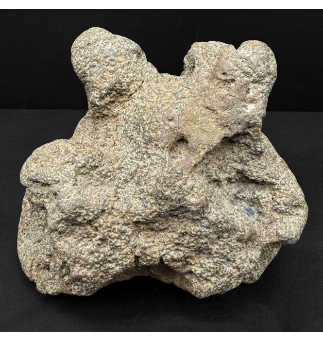 British Cretaceous Wealden Baby Ornithopod Footprint (Natural Cast) from Hastings, East Sussex, England (SKU V8760):- Ornithopod sp.