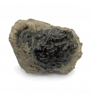 British Eocene Crab from Isle of Sheppey, England (SKU OF2552):- Basinotopus (Dromilites) lamarcki