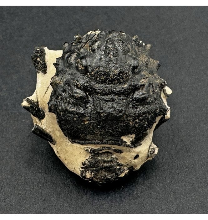 British Eocene Crab from Isle of Sheppey, England (SKU OF3026):- Basinotopus (Dromilites) lamarcki