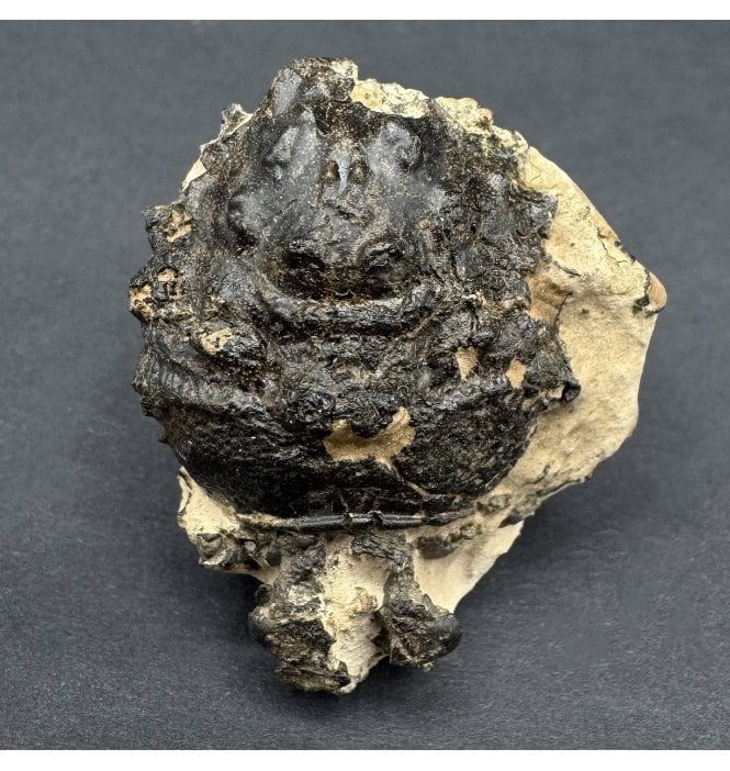 British Eocene Crab from Isle of Sheppey, England (SKU OF4002):- Basinotopus (Dromilites) lamarcki