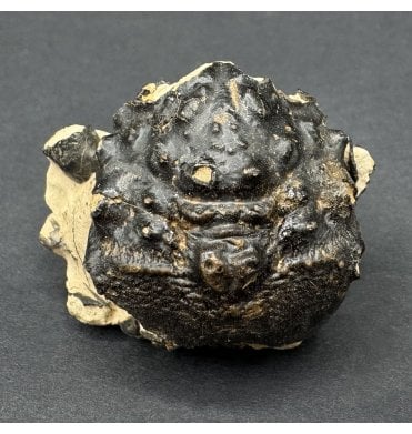 British Eocene Crab from Isle of Sheppey, England (SKU OF4003):- Basinotopus (Dromilites) lamarcki