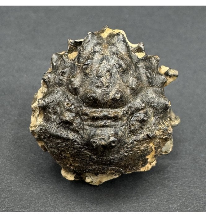 British Eocene Crab from Isle of Sheppey, England (SKU OF4004):- Basinotopus (Dromilites) lamarcki