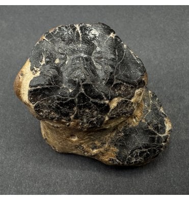 British Eocene Crab from Isle of Sheppey, England (SKU OF4022):- Portunites incerta
